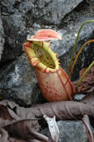 Bau Nepenthes northiana