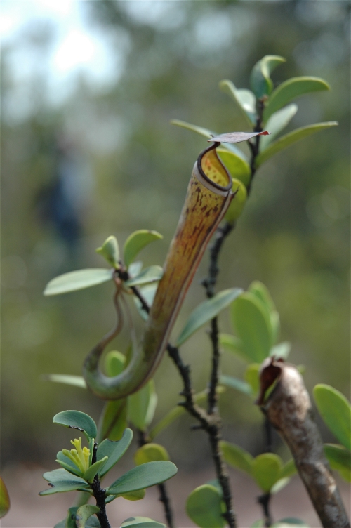 Bako_N._albomarginata.jpg