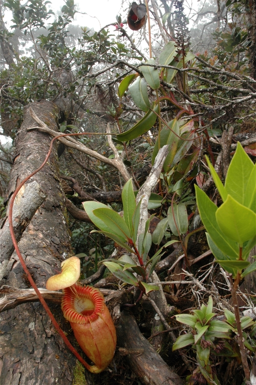 Kinabalu_villosa_plants_50.jpg