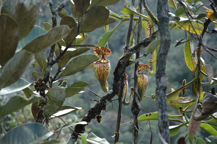 Pig_Hill_Kinabalu_N._burbidgeae_uppers_5.jpg