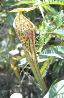 Gunung Murud logging road Nepenthes stenophylla