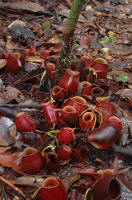 Headhunter's trai _Mulu Nepenthes ampullaria