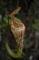 Kelabit Highlands N. vogelii