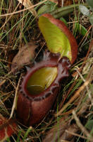 Kinabalu Mesilau Nepenthes rajah