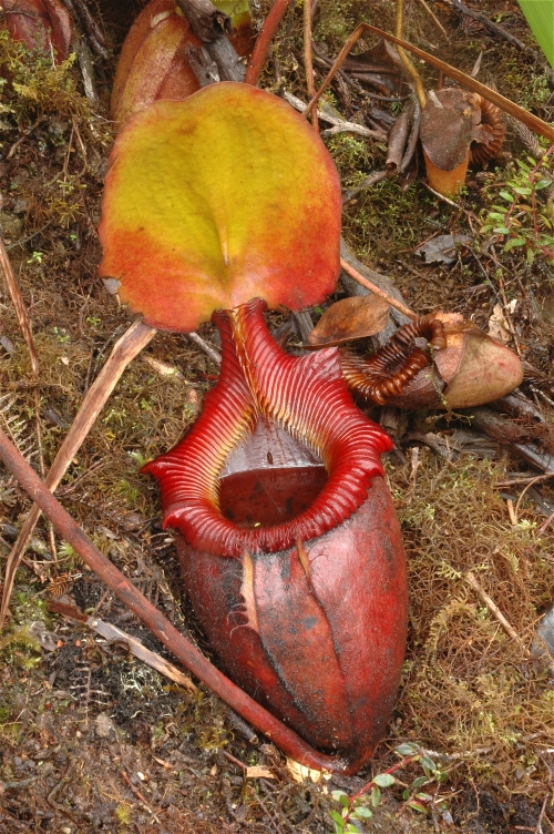 Kinabalu_N._kinabaluensis_3.jpg