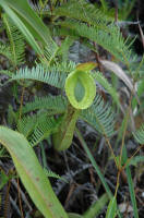 Miri roadside Nepenthes mirabilis var. echinostoma