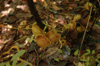 Mulu Nepenthes ampullaria