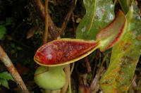 Murud Nepenthes lowii