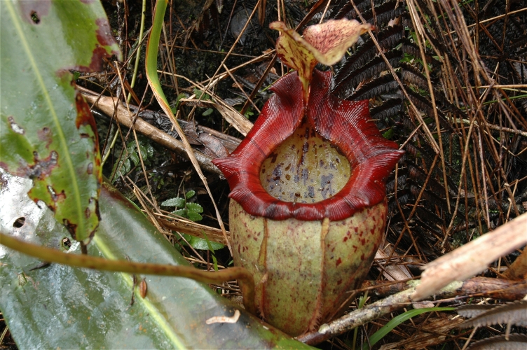 Pig_Hill_Kinabalu_N._alisaputrana_9.jpg