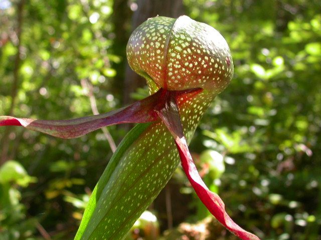 http://www.coloradocarnivorousplantsociety.com/Wild_pings_cobras10.jpg